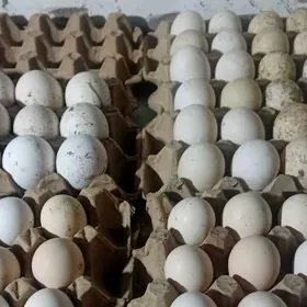 induk yumurtga owgan