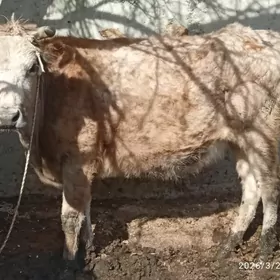 tuwe,2sany,sygyr,1byry