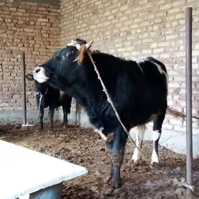 Tohum Öküzler 2 sany