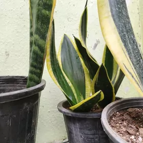 Sansiwieriya sary