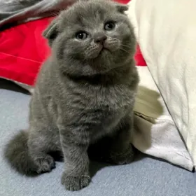 Шотландский вислоух мальчик