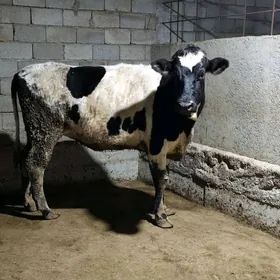 GOLÌŞDEÝIN BOGAZ SYGYR