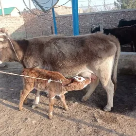 GÖLELI SYGYR we ÖKÜZ