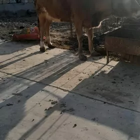 2 sany göleli sygyr