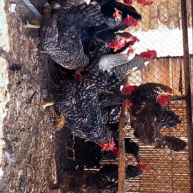 товк германскы