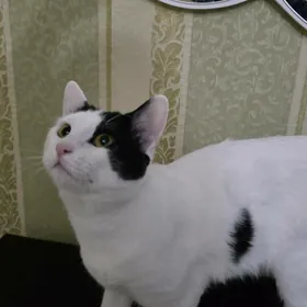 Котик в добрые руки