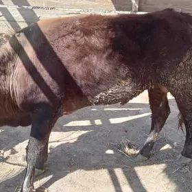 Мейдан окуз