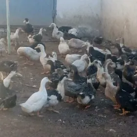 гак-гак ордеклер