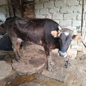 swet goleli   tohum sygyr