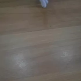 сибириский кошка