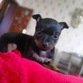 Русский той Терьер