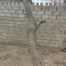 сухой ствол урюкового дерева