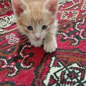 дамашны пишик