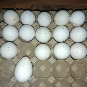 Induk ýumurtga Индюк