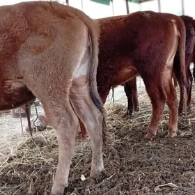 Баклык унажынлар