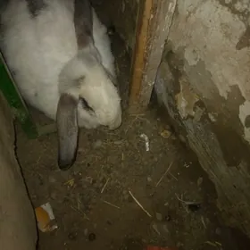 Welikan towşan baran