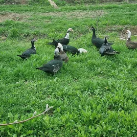 ordek indautka yeri Gokje