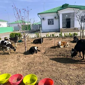 галштейн сементал окузчелер