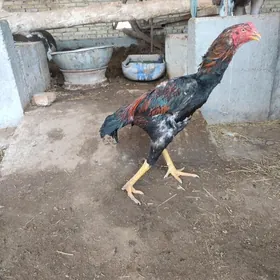 baýsow Baýsow tohuma zor zat