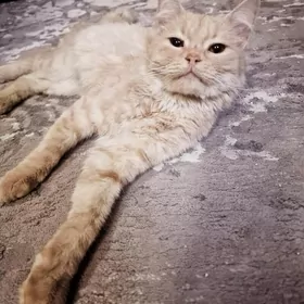 Кот в добрые руки