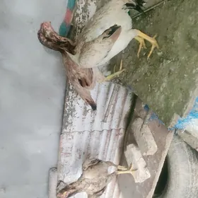 towuklar i horaz juje