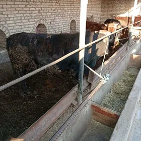 Семиз окузлер/ Semiz öküzler