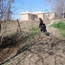 Байсок хороз