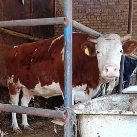 богаз сментал сыгыр