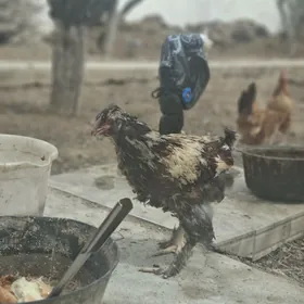 jûyje horaz em ûcin