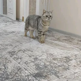 Şotlanski uzyn gulak