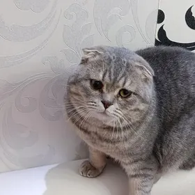 pişik sotland. кот шотландский