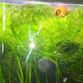 Роголистник