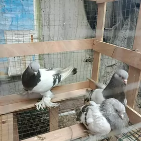 kepderi, голуби