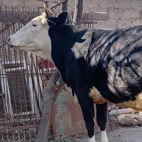 богаз сментал унажын