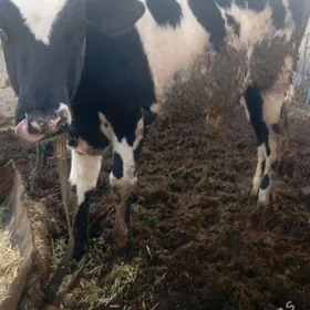 golşteyin öküzçe