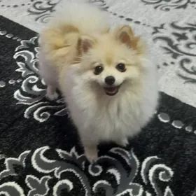 Пропала собака gujuk