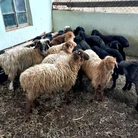 Bakylan İşşekler Tokgullar