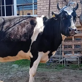 чорны пёстра сыгыр