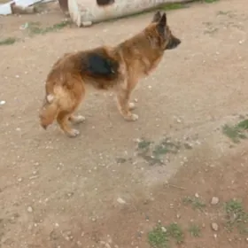 немецкая овчарка