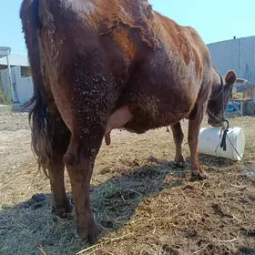 yetik krasny stipnoy sygyr