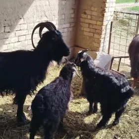 Ekiz owlakly geçi 21 milÿon