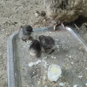 брама.товык.3саны.жужэси