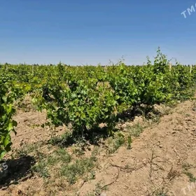 Üzüm gektar