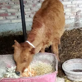 Öküz Şiwet 7 aýlyk