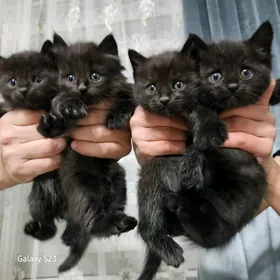 Pişik/ satlyk pişijekler