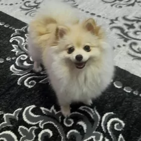 Пропала Собака Gujuk