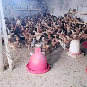 Jüýje elin 2.5 aỳ bolan