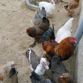 товук хороз