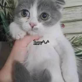 Шотландские котята