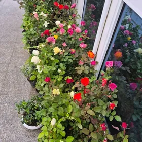 цветы  роза